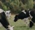 farm blog 8 opt
