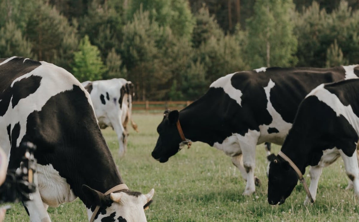 farm blog 8 opt