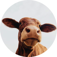 Farm Dairy Cow
