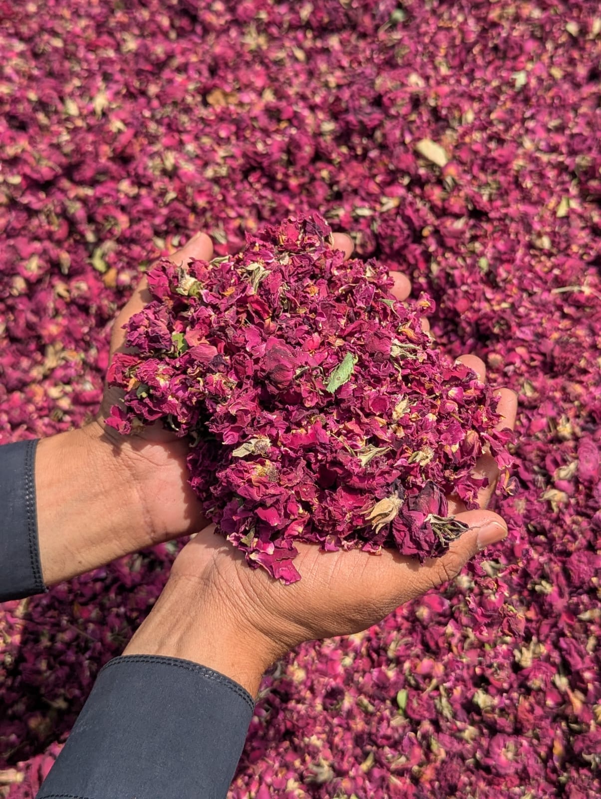 Close-up of premium dried rose petals