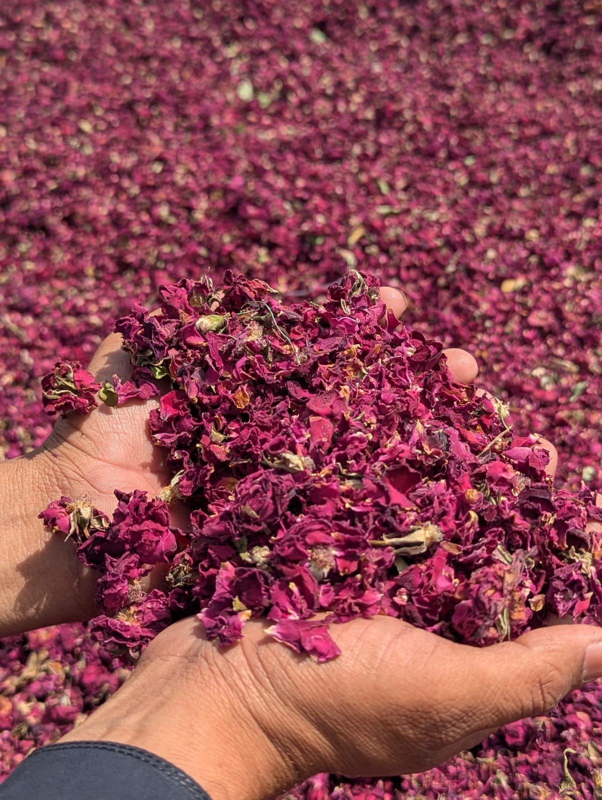 Dried rose petals - SF International Pakistan