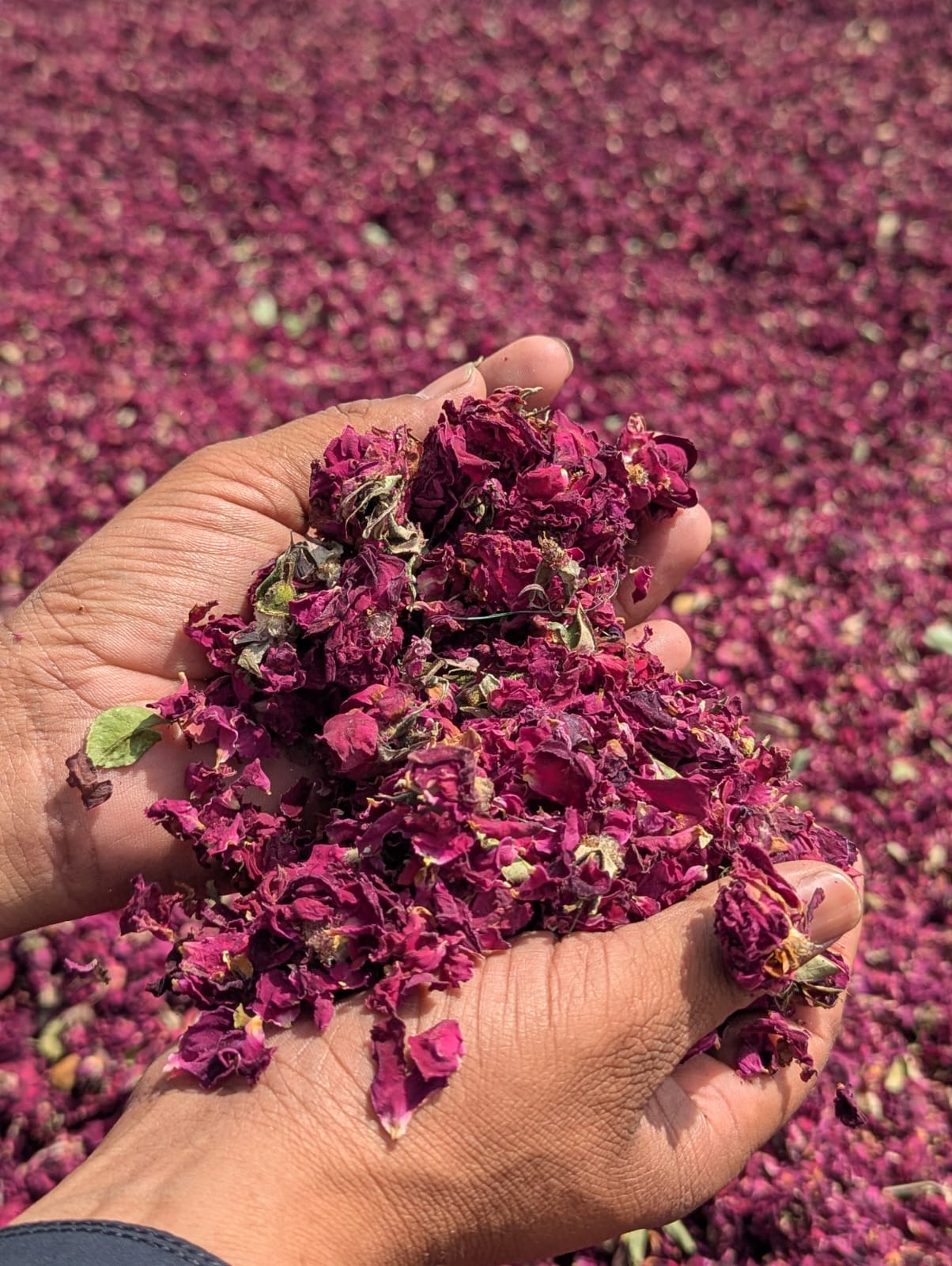 Dried rose petals - SF International Pakistan