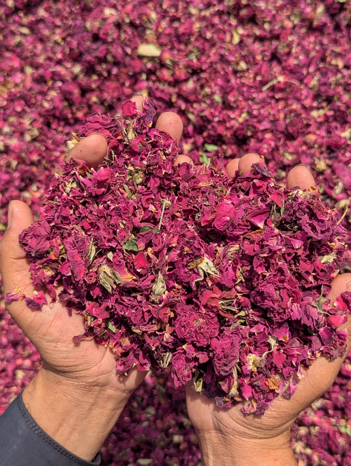 Dried rose petals - SF International Pakistan