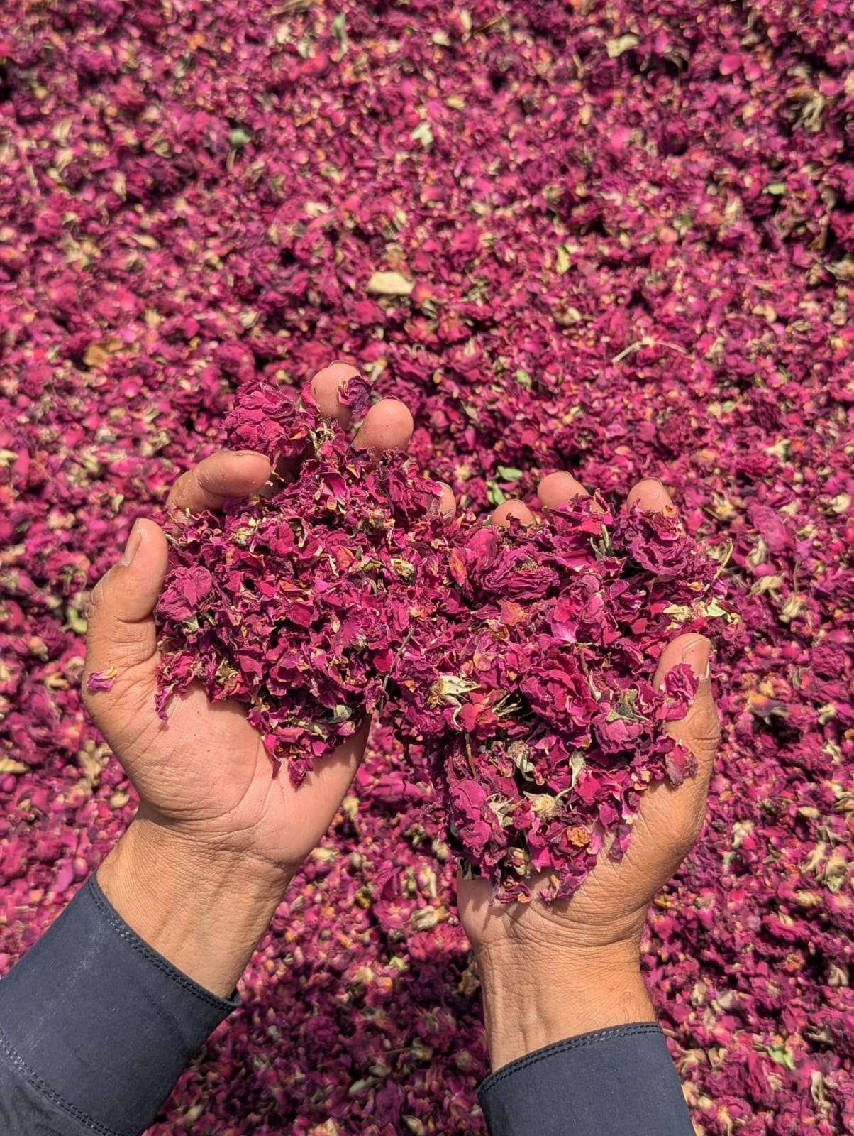 Dried rose petals - SF International Pakistan