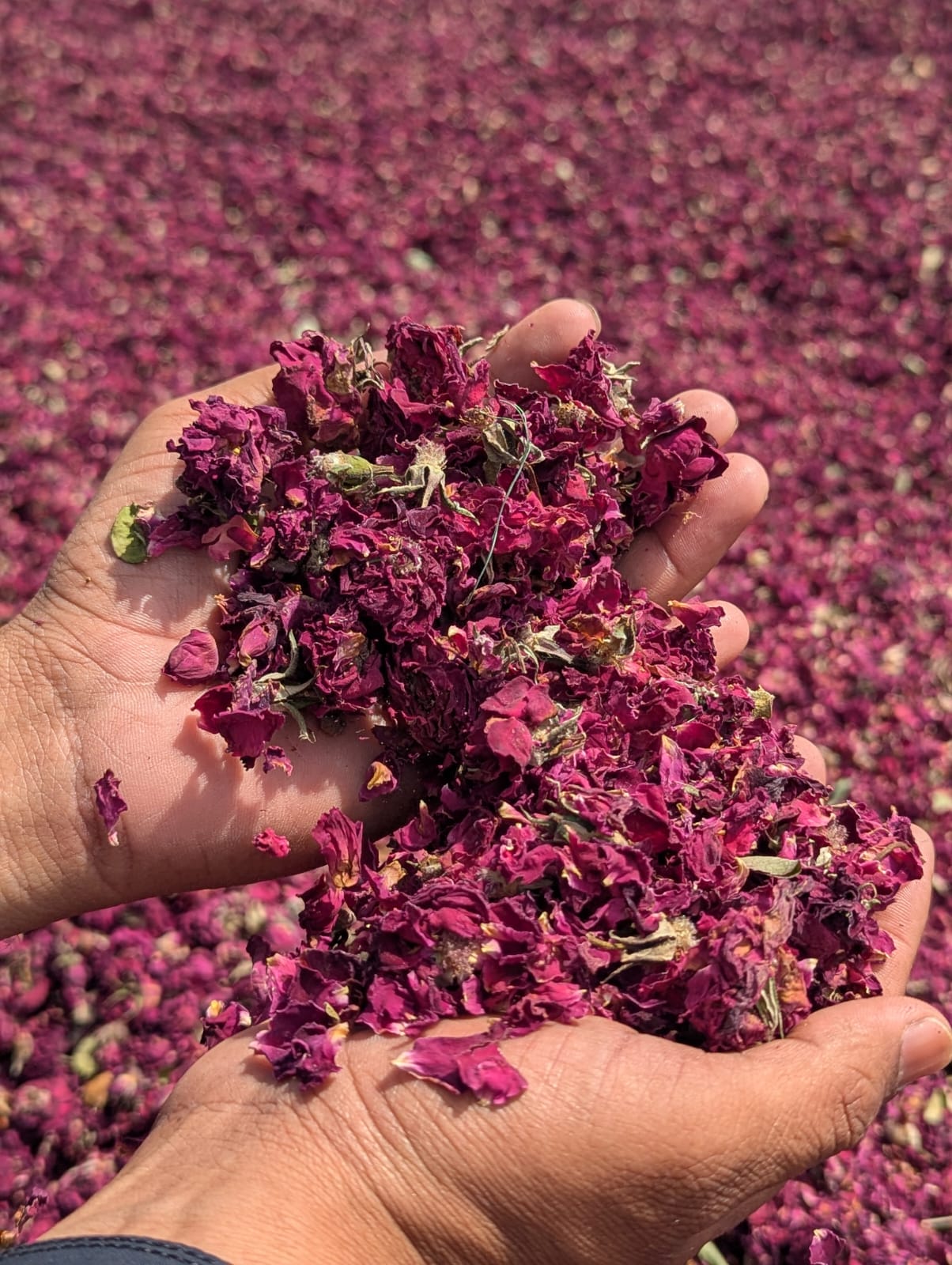 Dried rose petals - SF International Pakistan